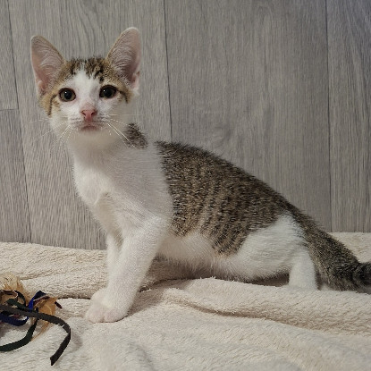 Adoption Banzaï