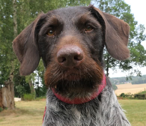 Adopter Trevor