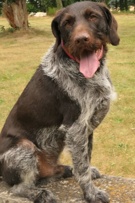 Adopter Trevor