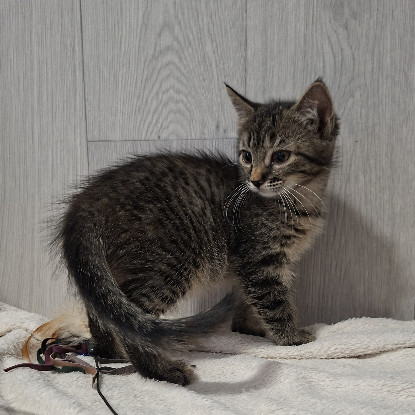 Adopter Bardette