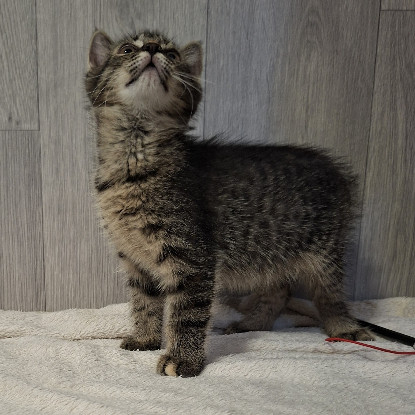 Adopter Bardette