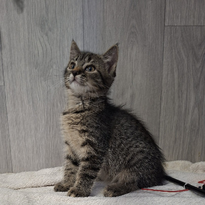 Adoption Bardette
