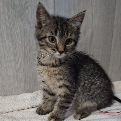 Adopter Bardette