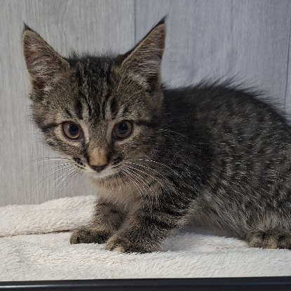 Adoption Bardette
