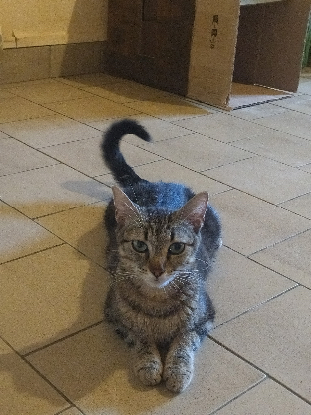 Adopter Pénélope