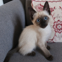 Adopter  chat : Bully