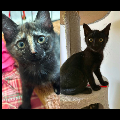 Adopter Jasmin et marguerite