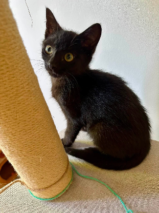 Adopter Jasmin et marguerite