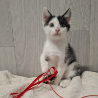 Adopter  chat : Buddy