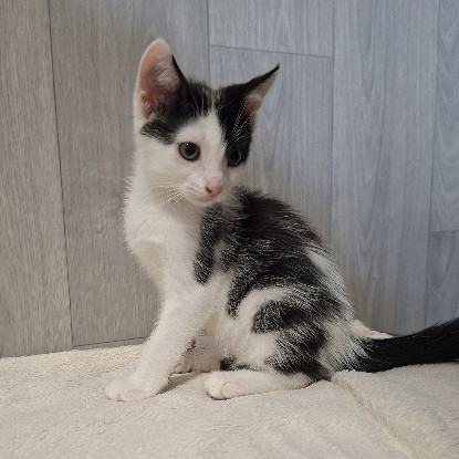Adopter Buddy