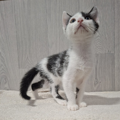 Adopter Buddy
