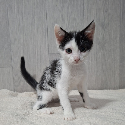 Adoption Buddy