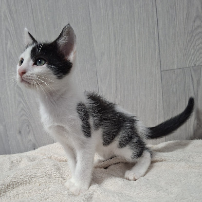 Adoption Buddy