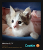 Cookie
