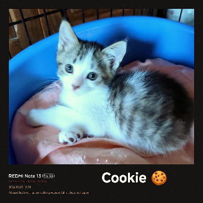 Adopter Cookie