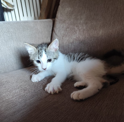 Adoption Cookie