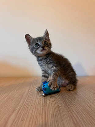 Adopter Borsalino
