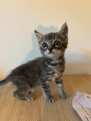 Adopter Borsalino