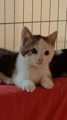 Adopter Brigand