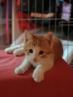 Adopter  chat : Balou