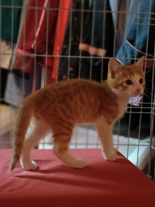 Adopter Balou