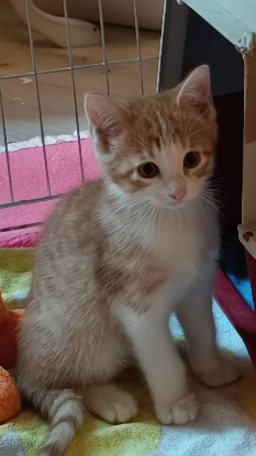Adopter Balou