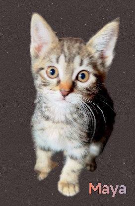 Adopter Maya