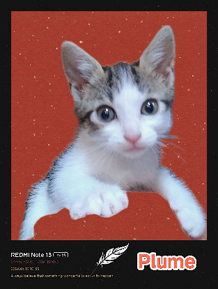 Adopter Plume