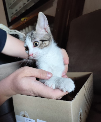 Adopter Plume