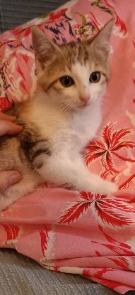 Adopter Belka
