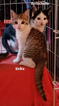 Adopter Belka