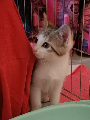 Adopter Belka
