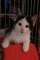 Adopter  chat : Barbichette