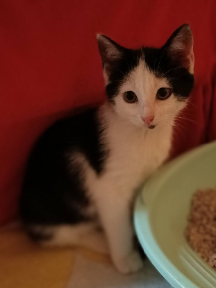 Adopter Barbichette