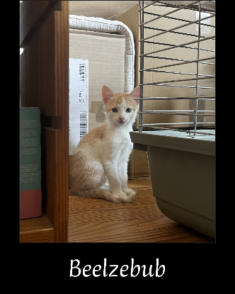 Adopter Beelzebub
