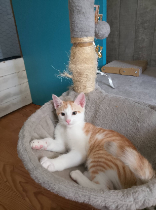 Adopter Beelzebub
