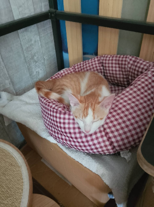Adopter Beelzebub