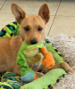 Maya
