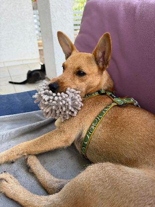 Adopter Maya
