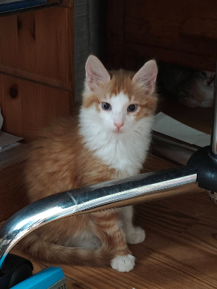 Adopter Belial