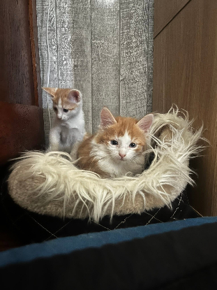 Adopter Belial
