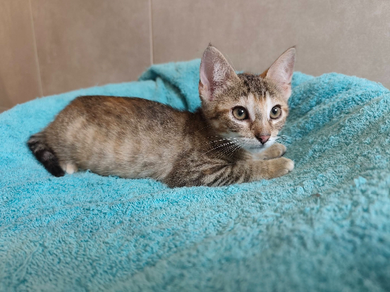 Adopter Bergamote