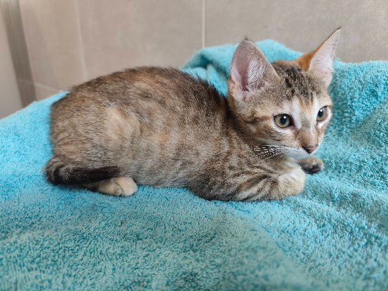Adopter Bergamote