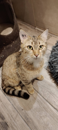 Adopter Bonna