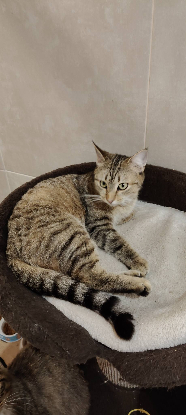 Adopter Bonna