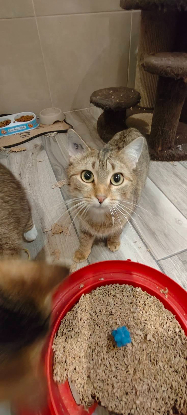 Adopter Bonna