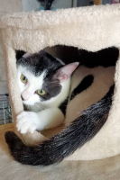 Adopter  chat : Benjy