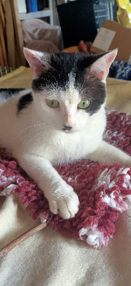 Adopter Benjy