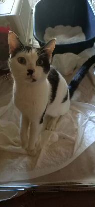 Adopter Benjy