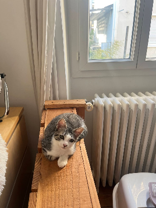 Adopter Berline